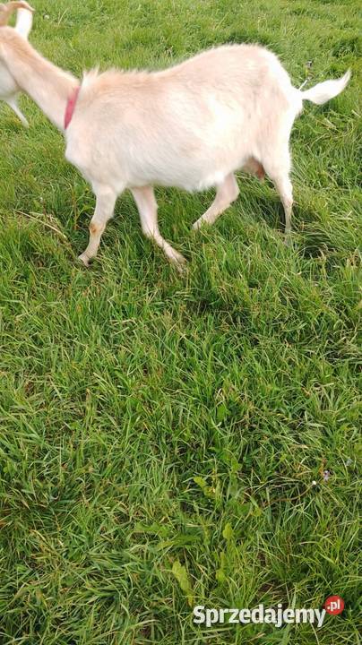 koza mleczna seańska 70 Biszcza