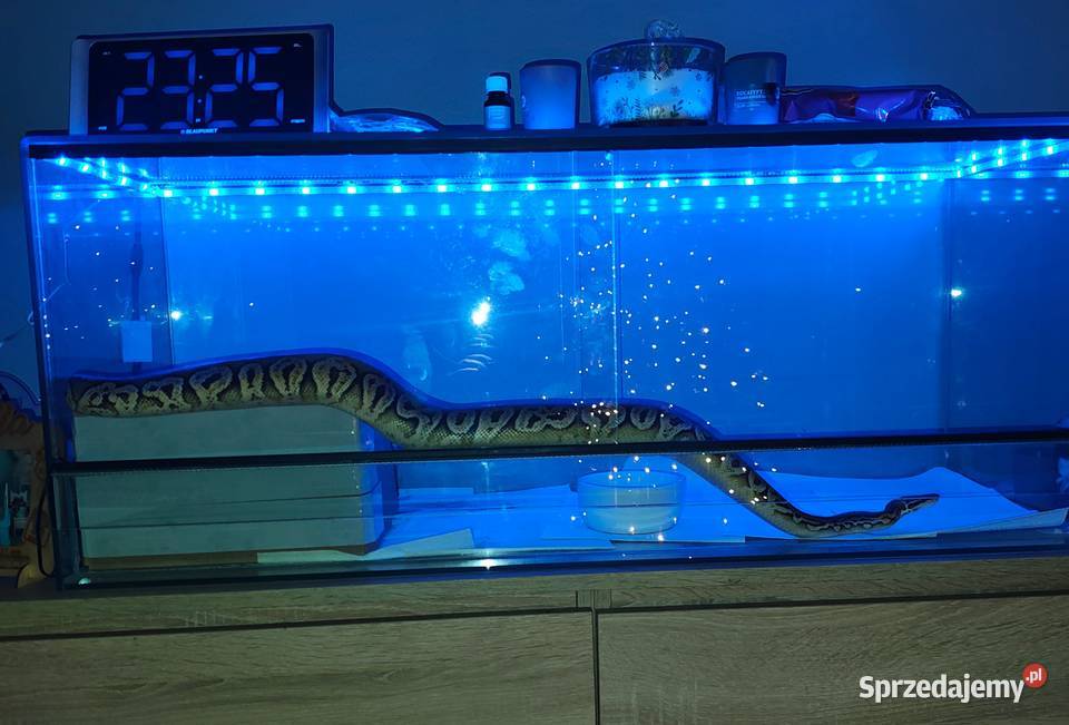 Terarium z oświetleniem matą grzewczą i Zabrze