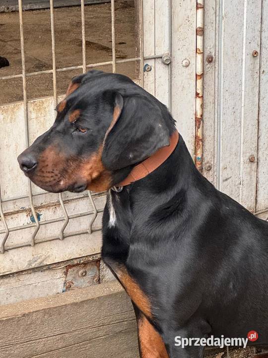 Suka Gończy Polski Brzesko