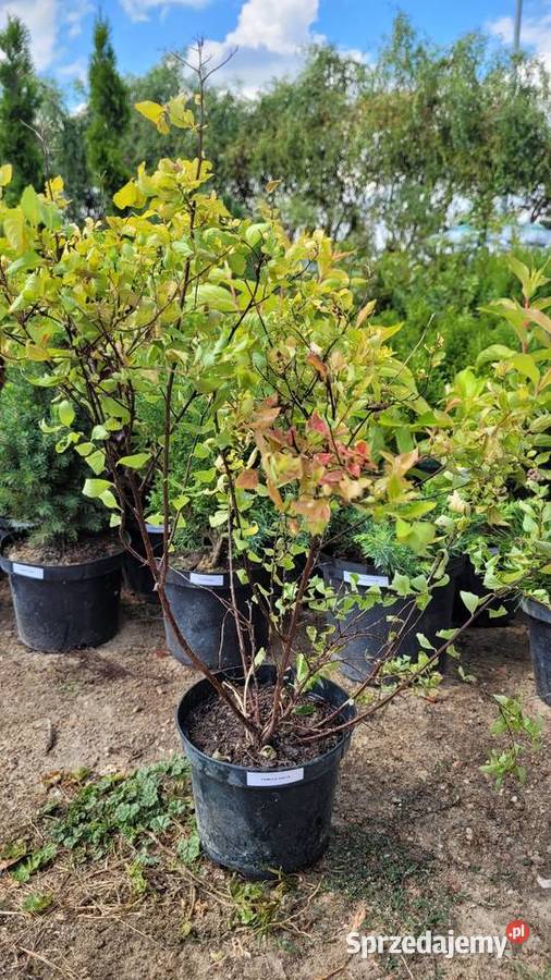 Tawuła Japońska GOLD FLAME Rośliny wielkopolskie Pogorzela