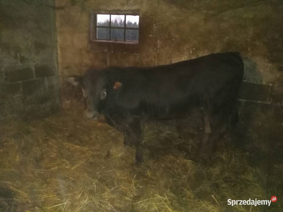 Byk LIMOUSINE ok 400 Urszulin sprzedam