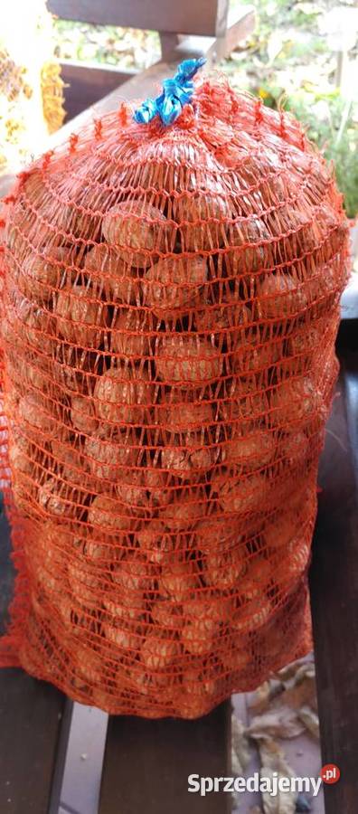 Orzechy włoskie Warszawa