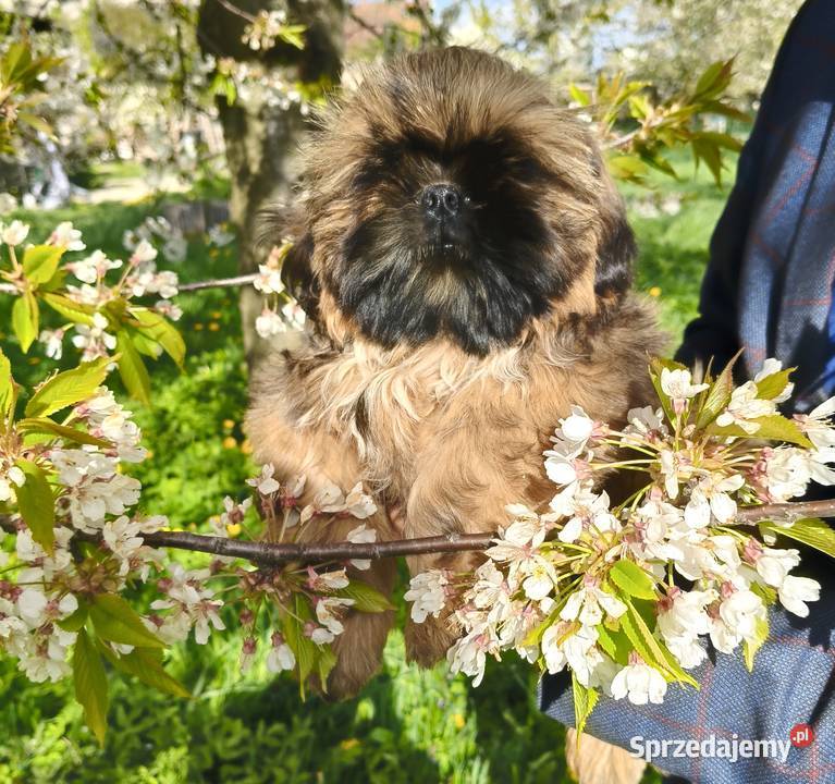 Shih tzu Suczka i Piesek dolnośląskie Wałbrzych