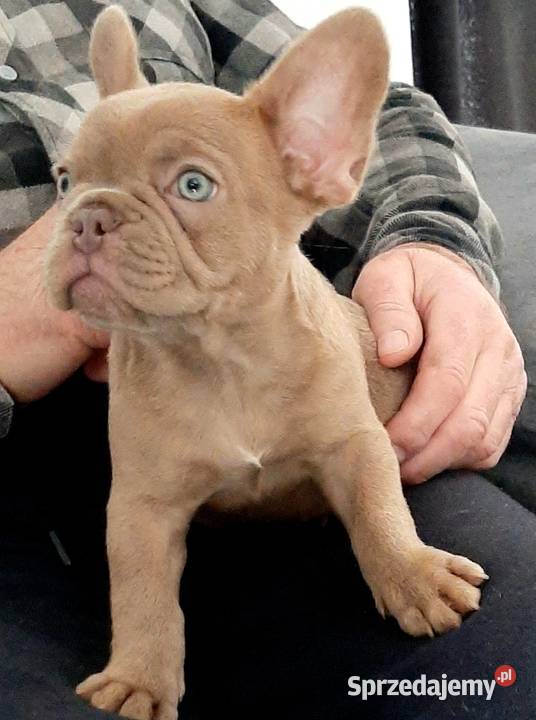 Buldog francuski pieski i suczki Pabianice
