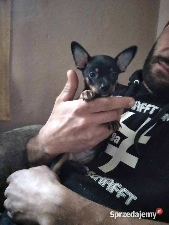 Pinczerki Wieruszów sprzedam