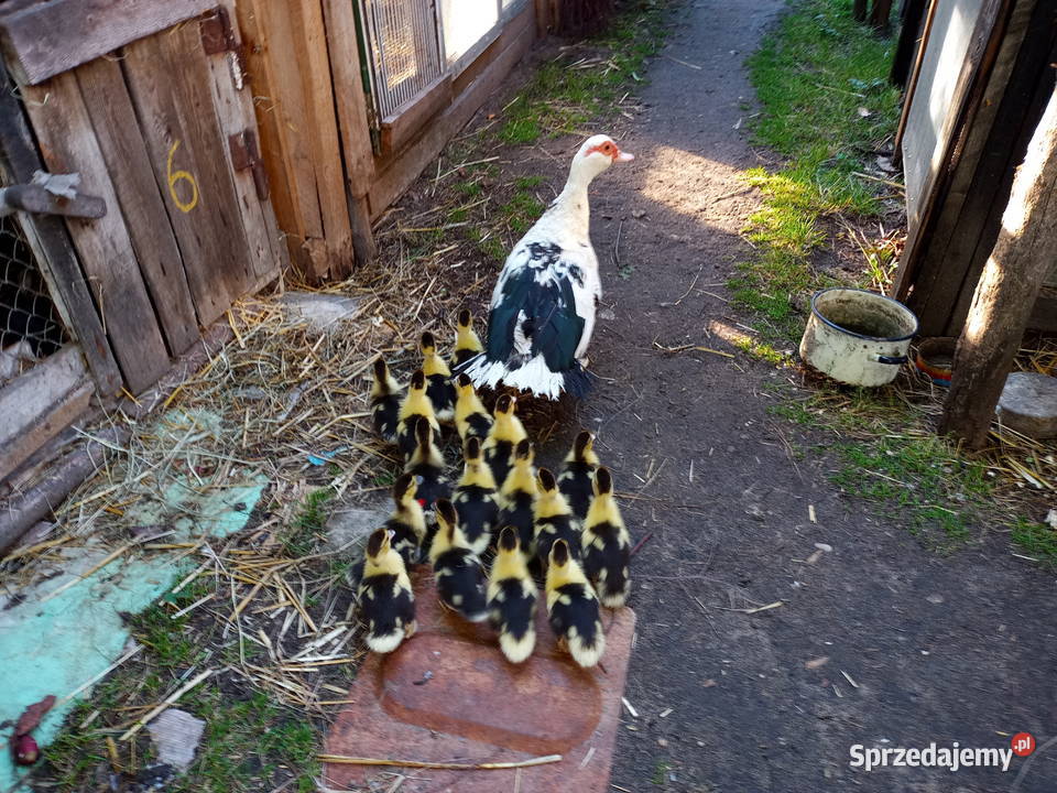 Kaczki francuskie Drób i ptactwo Dębicze