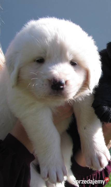 owczarek podhalański sprzedam