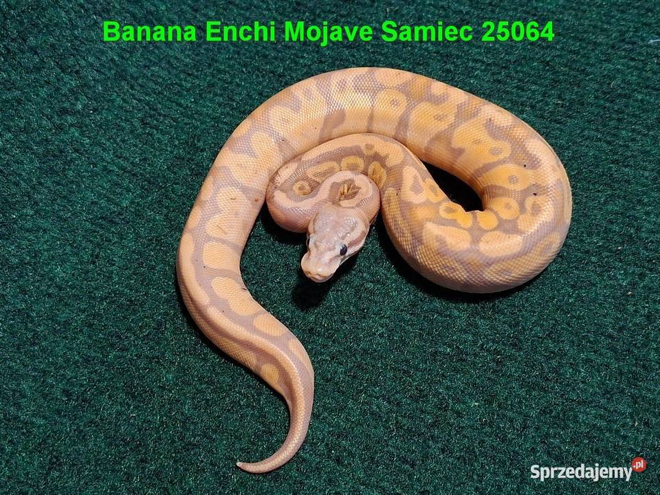 Pyton Królewski Banana Enchi Mojave samczyk mazowieckie Wołomin