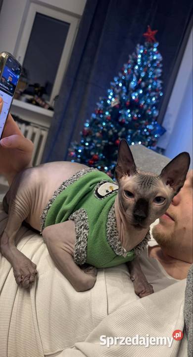 Roczny kot Sfinks kochający szuka nowego domu łódzkie Łódź