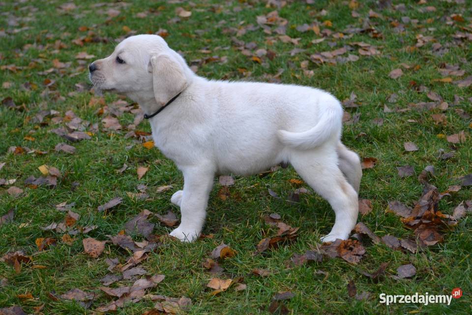 Labrador Retriever biszkoptowe Badania Żelechlinek sprzedam