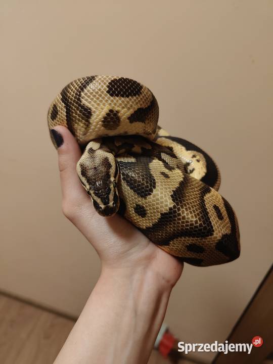 Samiec pyton leopard pastel het clown python Łaziska Górne