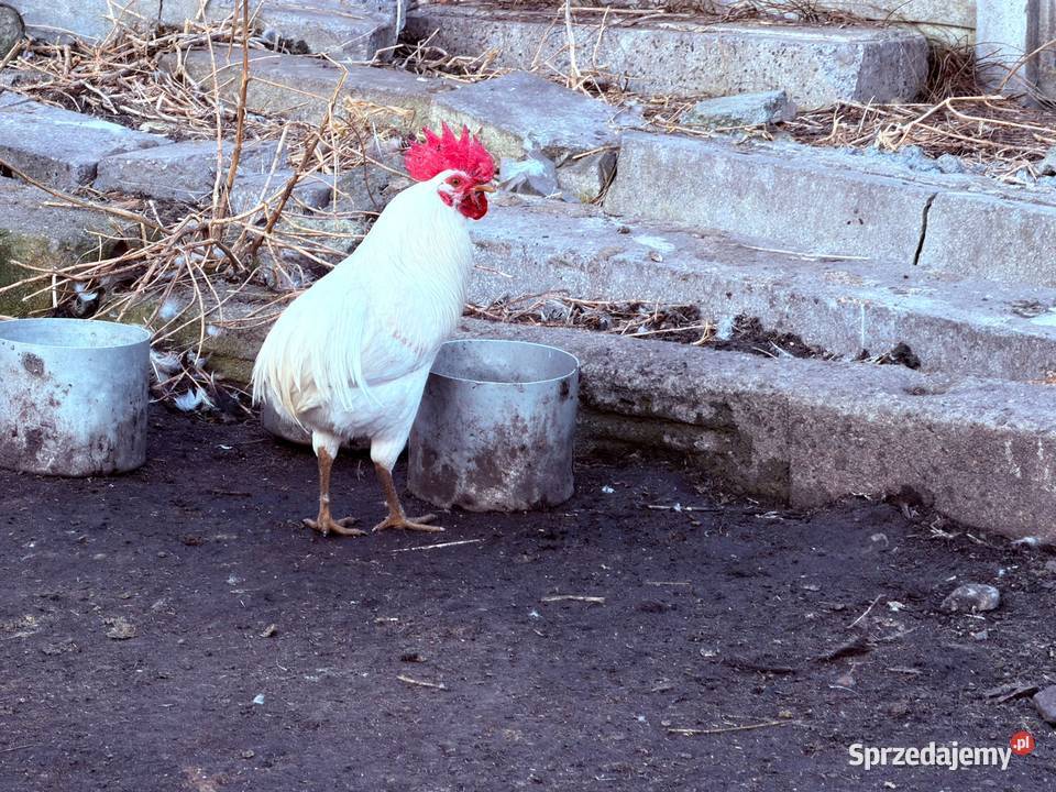 Kaczki kaczory koguty Własna