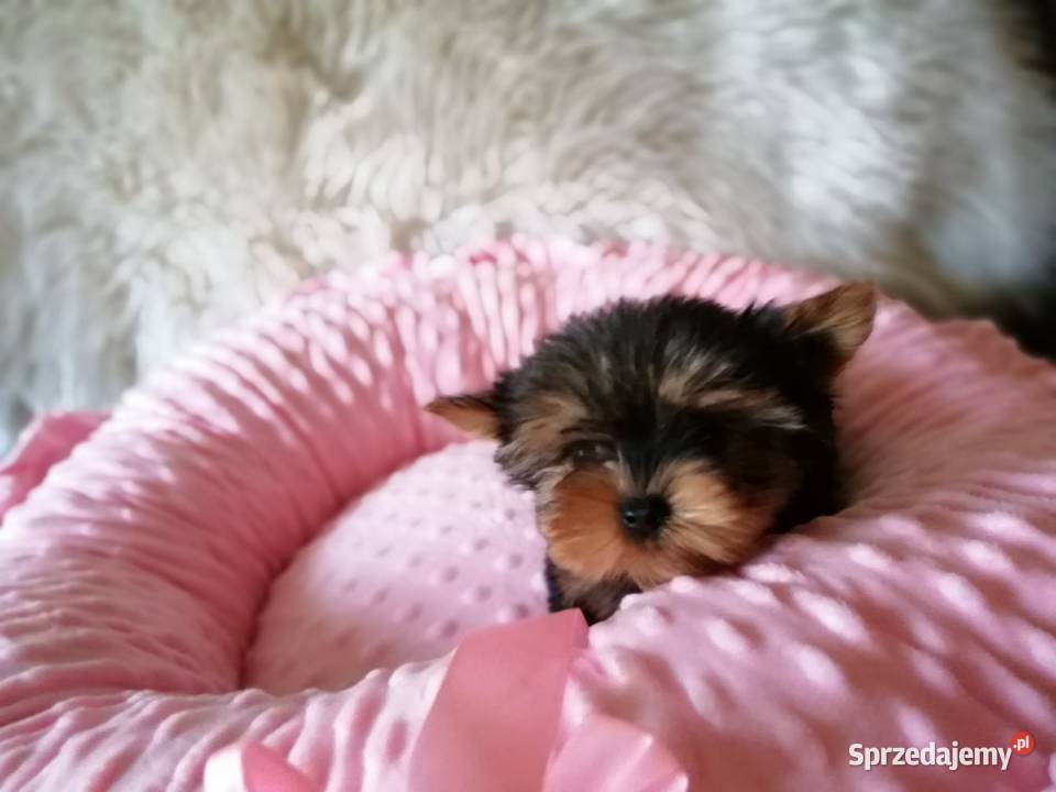 Yorkshire Terrier Śliczne Dziewczynki Maleńkich York małopolskie Olkusz