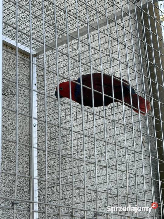 Samica Lory zmieni dom Zwierzęta Łęg Tarnowski sprzedam