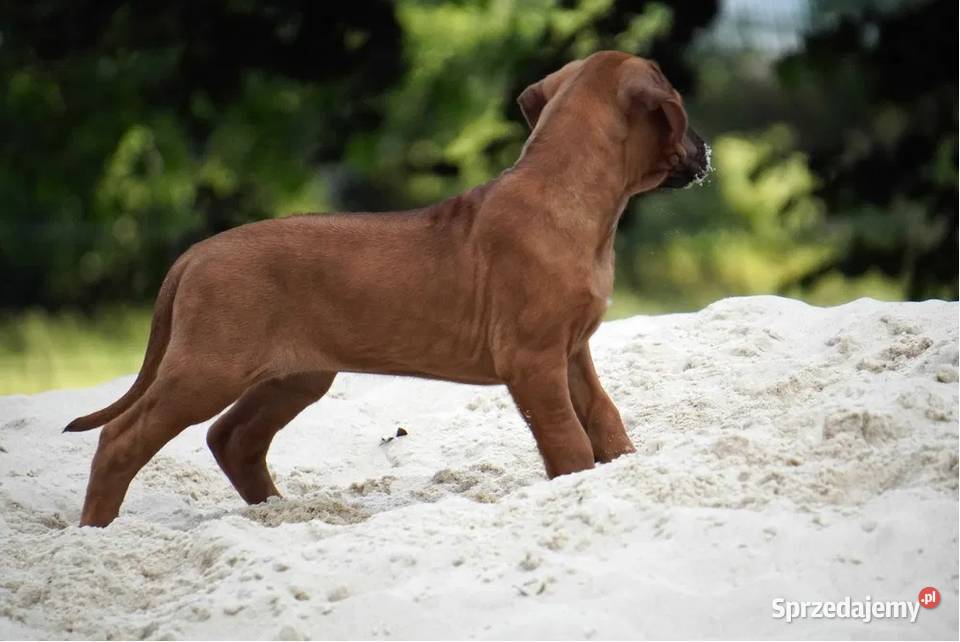 Rhodesian Ridgeback szczenię wystawowe suczka łódzkie