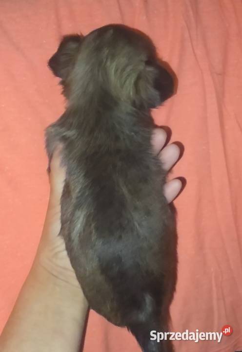 Chihuahua samczyk długowłosy FCI Psy łódzkie Łódź