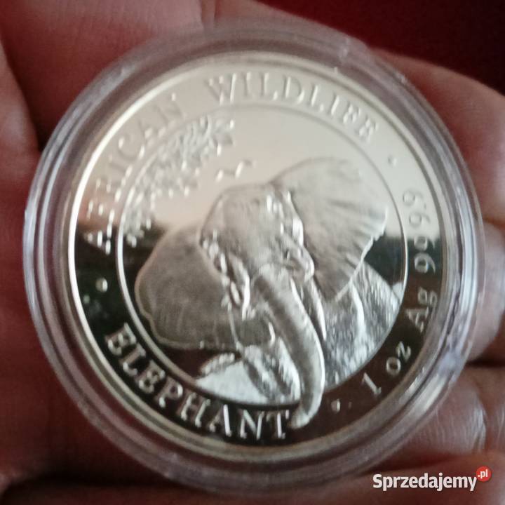 Srebrna moneta 1 uncja Słoń Somalijski podkarpackie Rzeszów