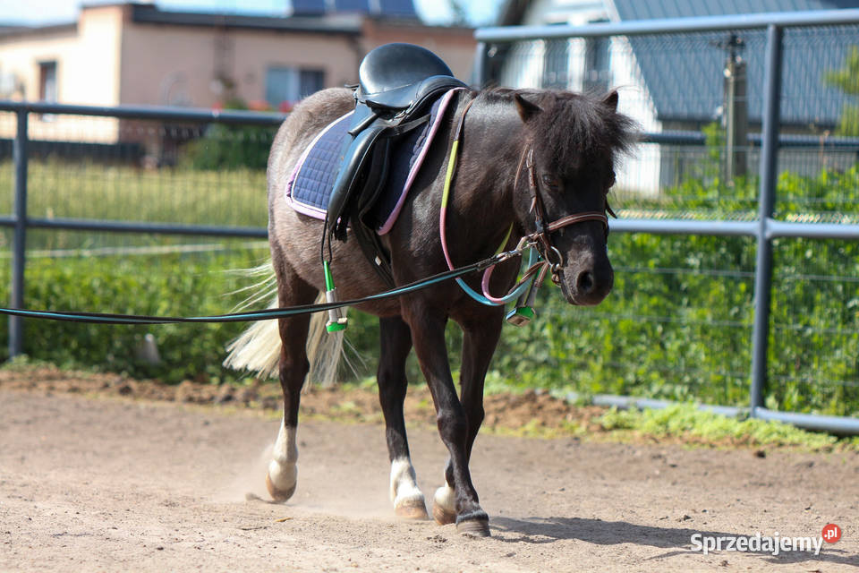 13letnia klacz kuca szetlandzkiego z Zwierzęta Oborniki
