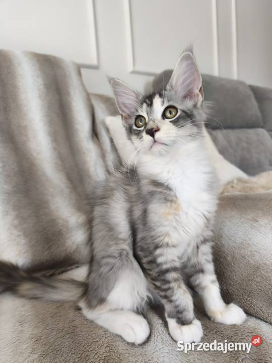 Adele kotka Maine coon Lipa