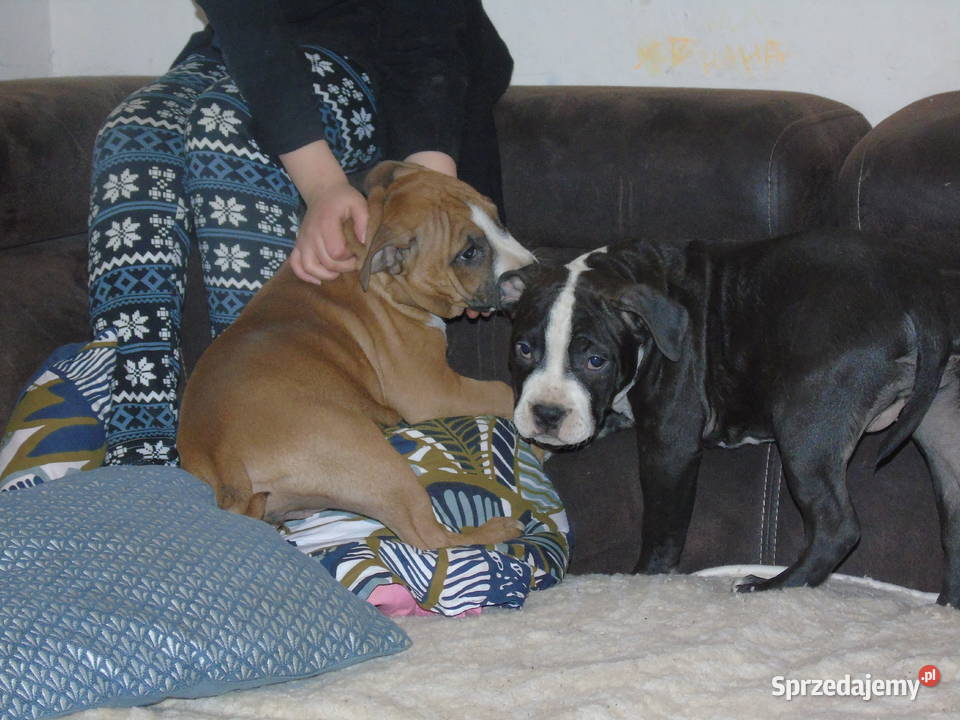 American Staffordshire Terrier Amstaff FCI Milicz sprzedam