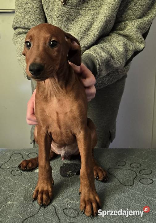 Pinczer średni szczenięta rodowodowe wielkopolskie
