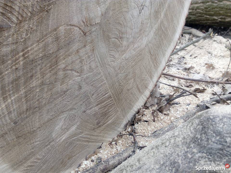 Dęby super mazowieckie