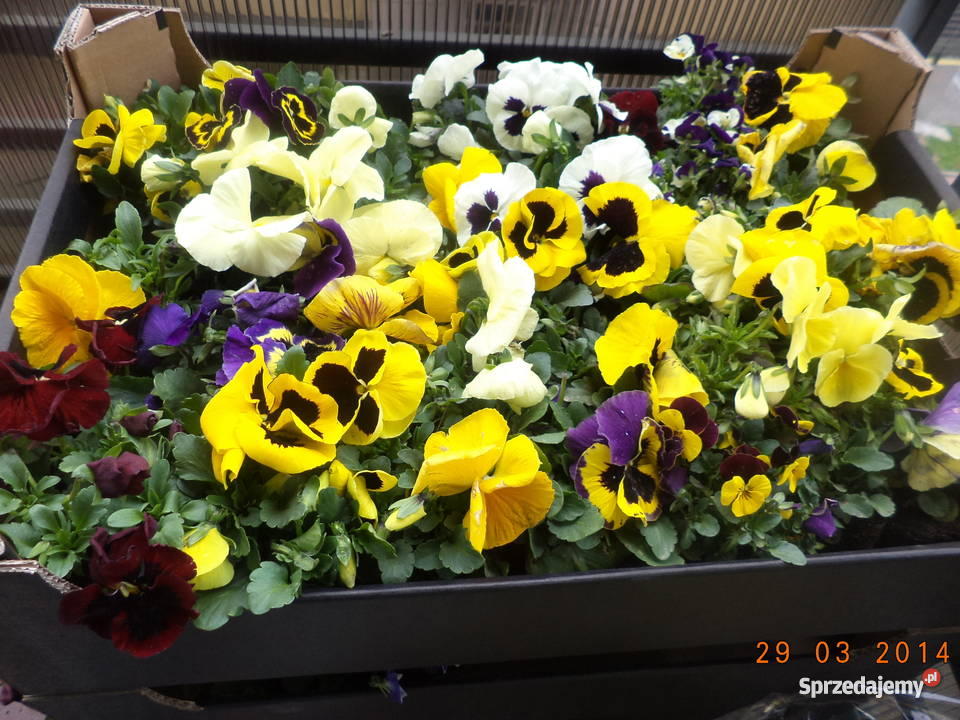 bratki Kraków sprzedam