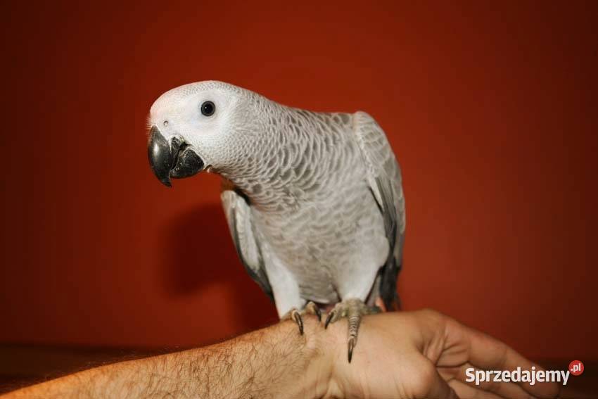 ŻAKO Kongijskie Cites Młode cites samce samice małopolskie