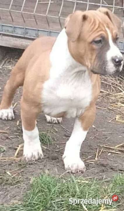 Rodowodowany Szczeniak Amstaff Lublin sprzedam