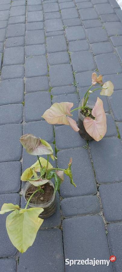 Syngonium Neon Robusta Opole