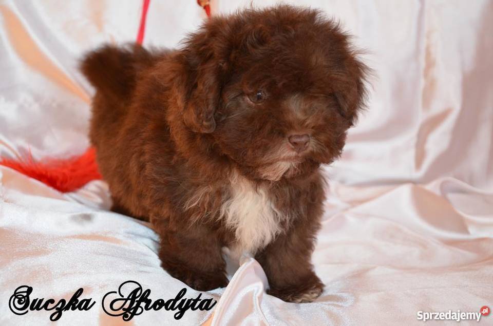 HAWAŃCZYK pieski suczki z rodowodem czekoladowe Ostrzeszów