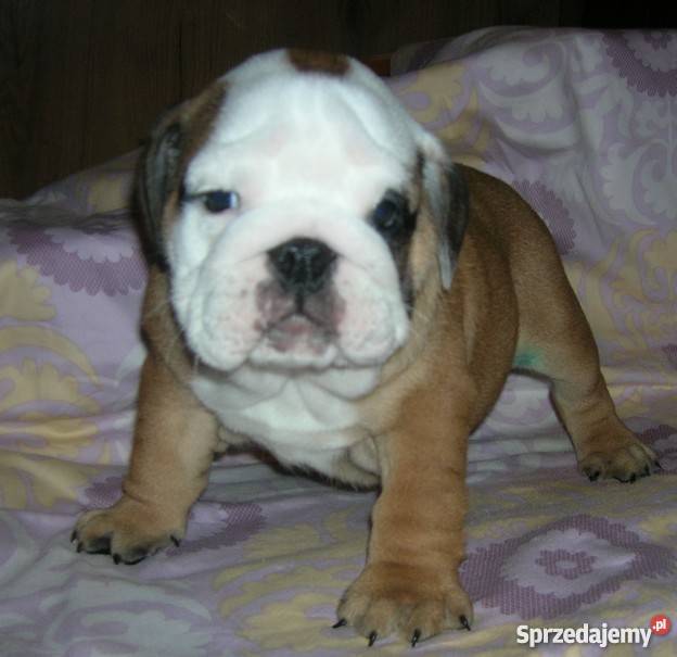 Buldog AngielskiBuldogi Angielskie Bydgoszcz