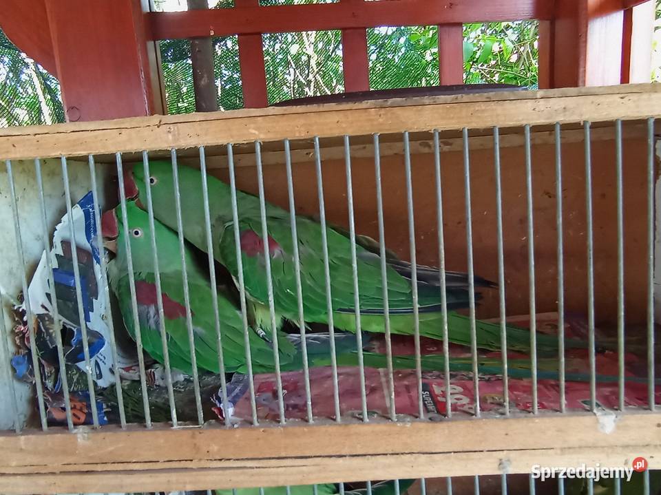 serdecznie sprzedam Aleksandrety Większą samicę