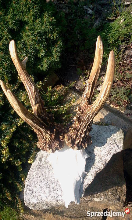 Kopie parostków FOLDEAK CIC 2078 Pozostałe Orzesze