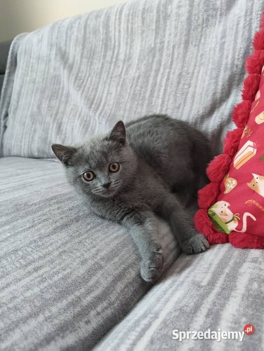 Kotka Brytyjska krótkowłosa niebieska Lusia Brwinów