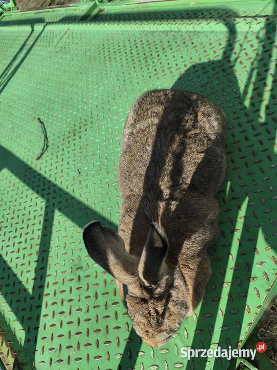 Duża samica Mieszaniec Króliki Jasieniec sprzedam