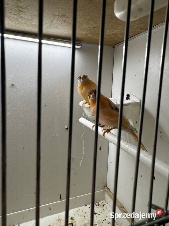 Młode Arlekiny 2026 Skała