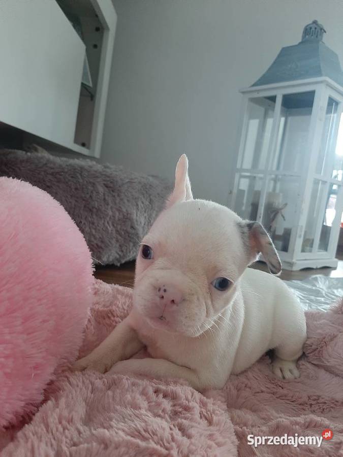 Buldogi francuskie merle blue BŁĘKITNE OCZY Buldog Szczecinek
