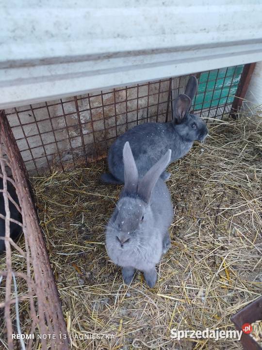 Olbrzym srokacz niebieski samce podkarpackie Dylągowa