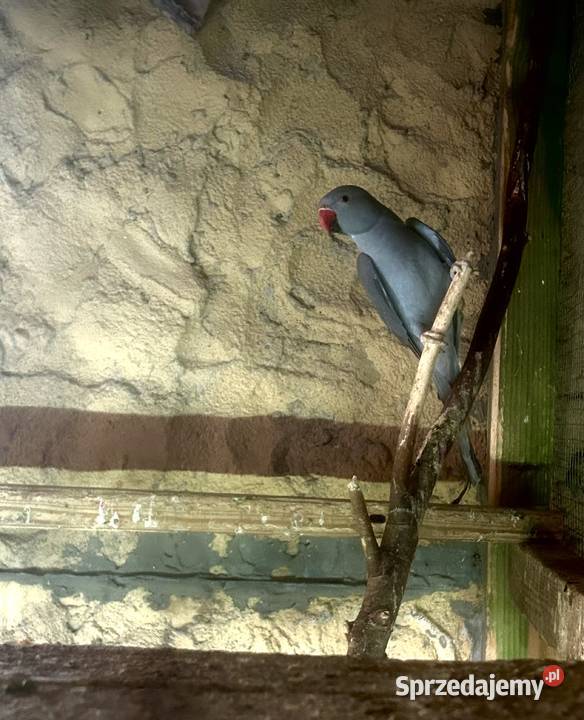 Aleksandretty aleksandretta obrożne 2025 2024 Stodólno