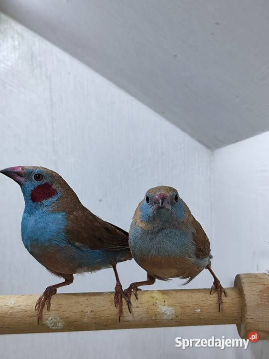 Motylik krasnouchy Astryld Astryldy para małopolskie Myślenice