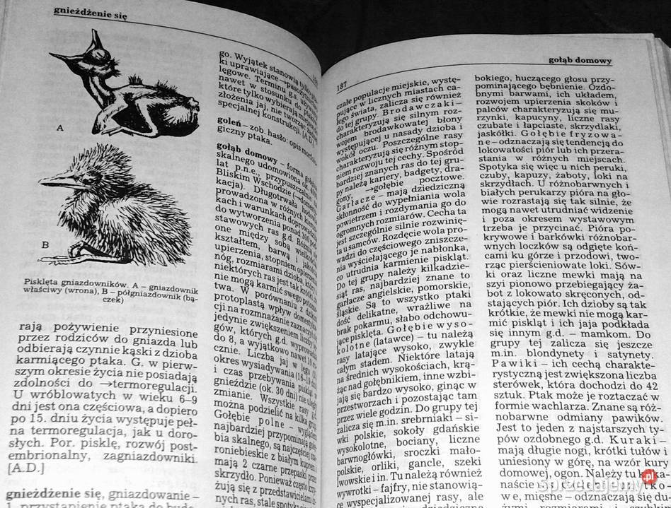 Ptaki Mały słownik zoologiczny Tom 12 Przemysław lubelskie Chełm