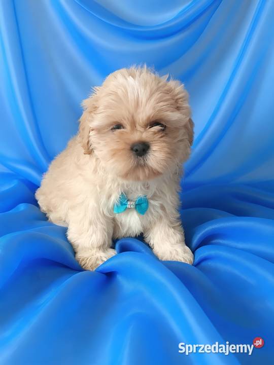 Piękny piesek shih tzu szuka domku Ostrzeszów