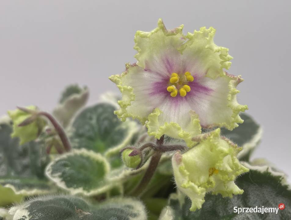 Fiołek afrykański kwitnąca sadzonka świętokrzyskie Jędrzejów