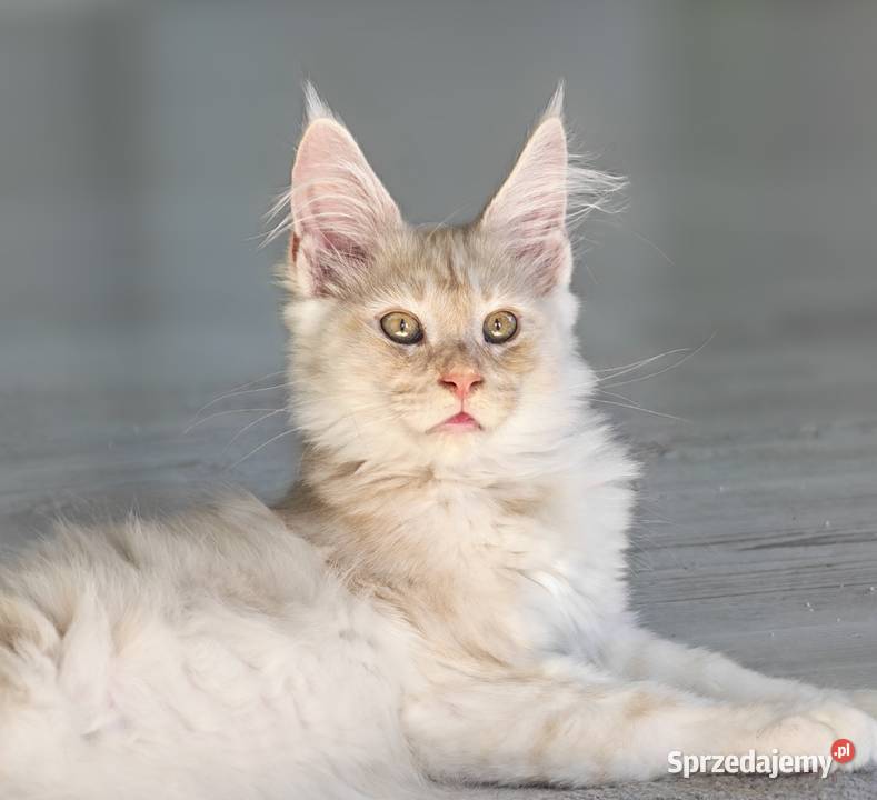 Maine Coon kocur ds Maine Coon