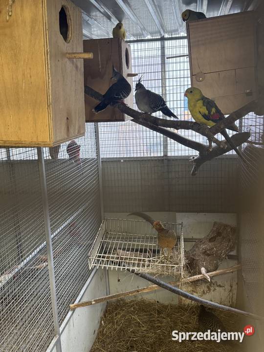 Sprzedam papugi sprzedam