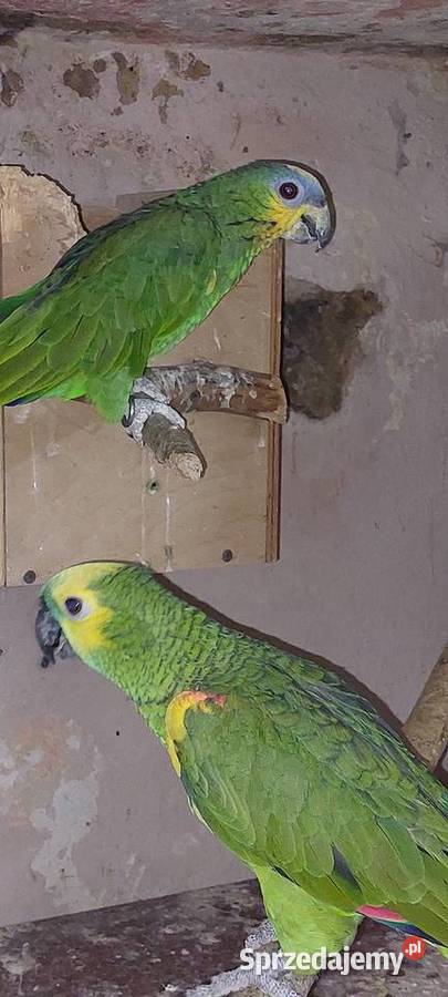 Amazonka modrobrewa kurika samica Wodzisław Śląski sprzedam