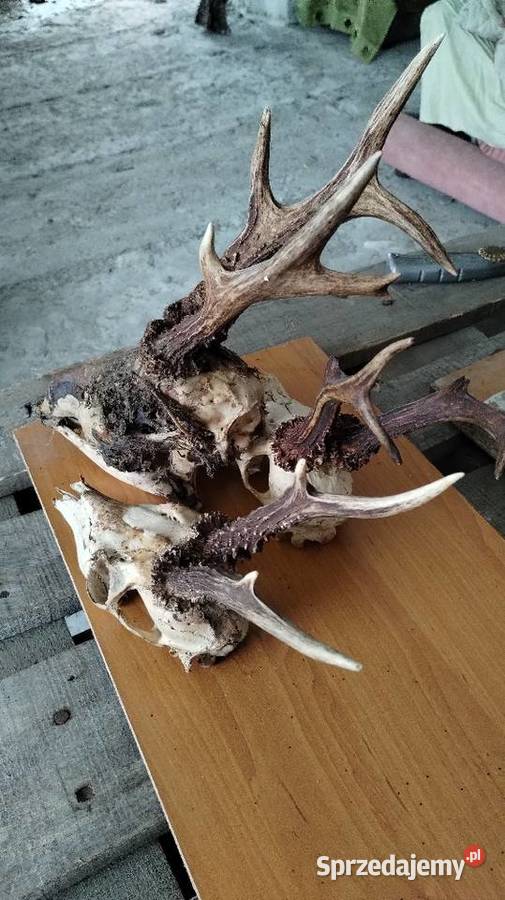 Runo leśne naturalne