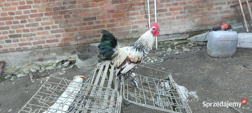 Sprzedam koguty z 25 roku Sobieska Wola Druga