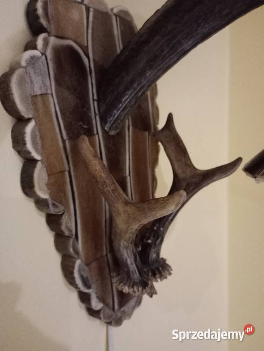 Poroże jelenia łódzkie Pelagia